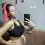 mikypreggo